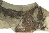 Unprepped Fossil Fish (Knightia) Mortality Plate - Wyoming #257103-1